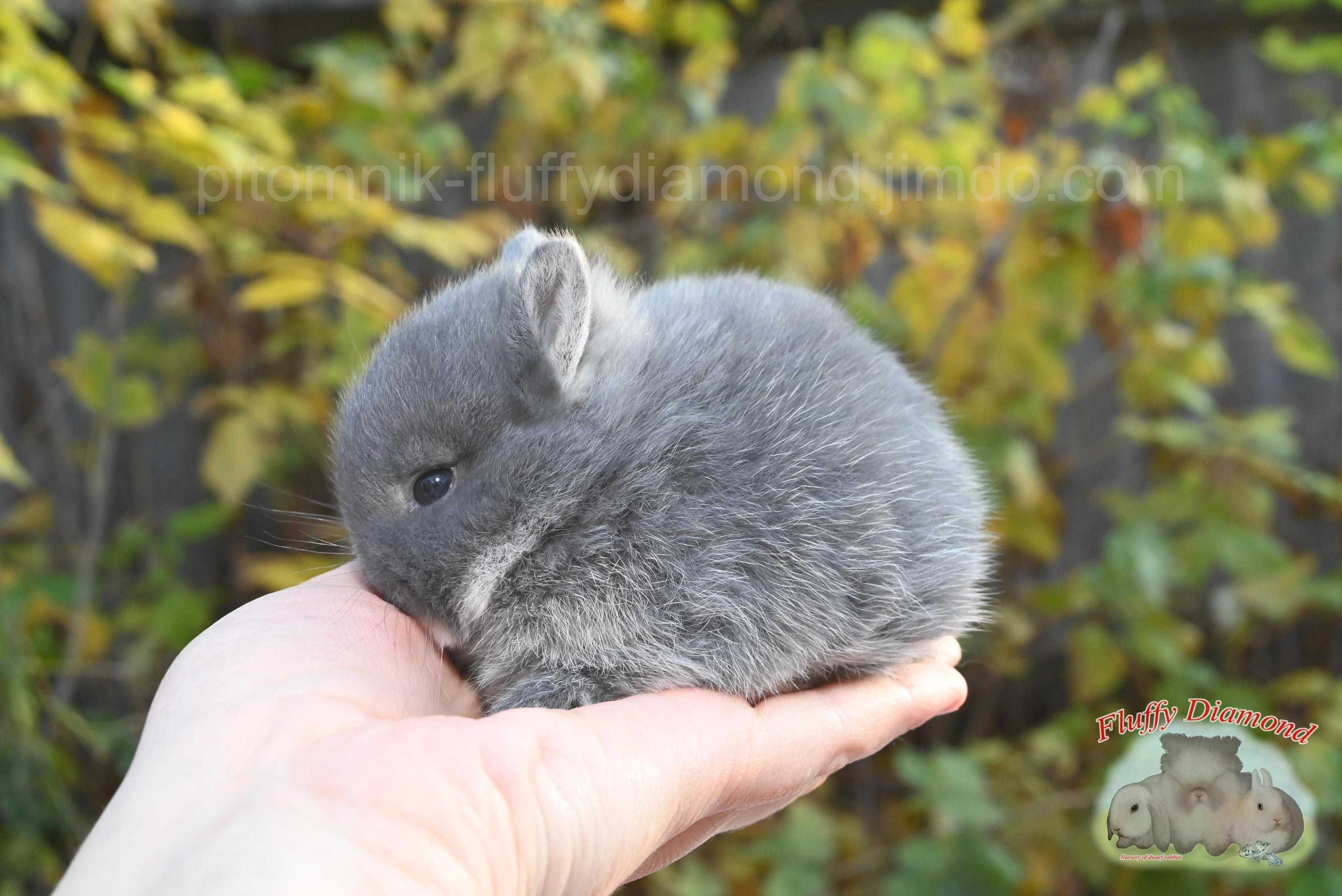 Карликкові кролики з розплідника "Fluffy Diamond" Висловухі та інші