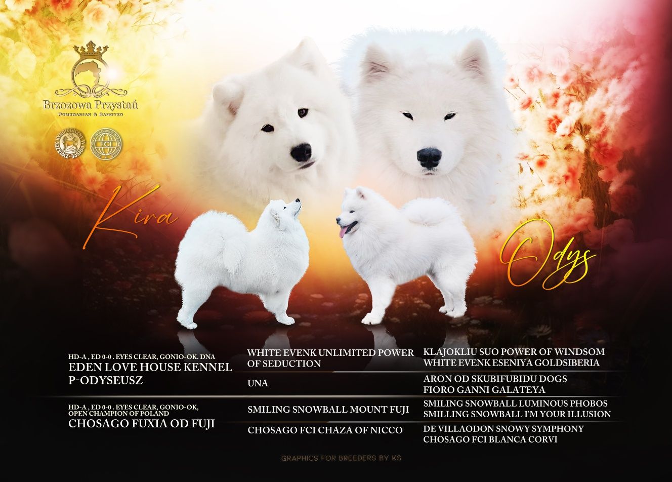 Samoyed ZKwP FCI Plany Hodowlane. .