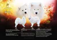 Samoyed ZKwP FCI Plany Hodowlane. .