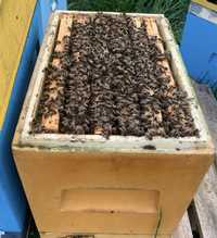 Sprzedam odkłady pszczele - pszczoły