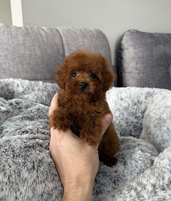 Pudel Toy dostępna wyjątkowa sunia red