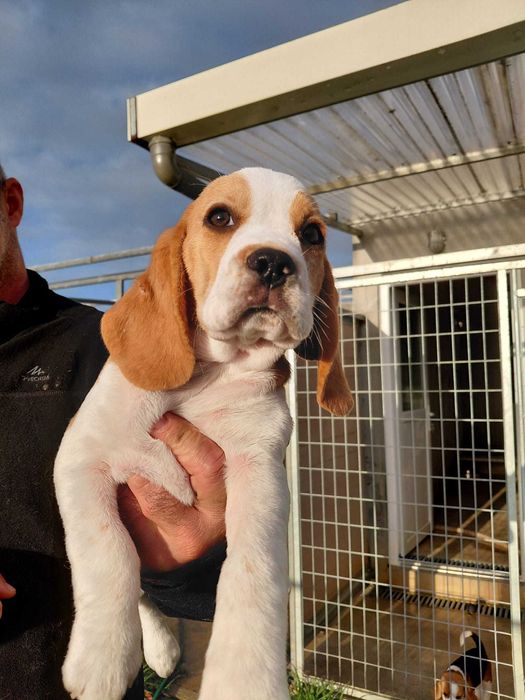Beagle Bicolor bebé Top