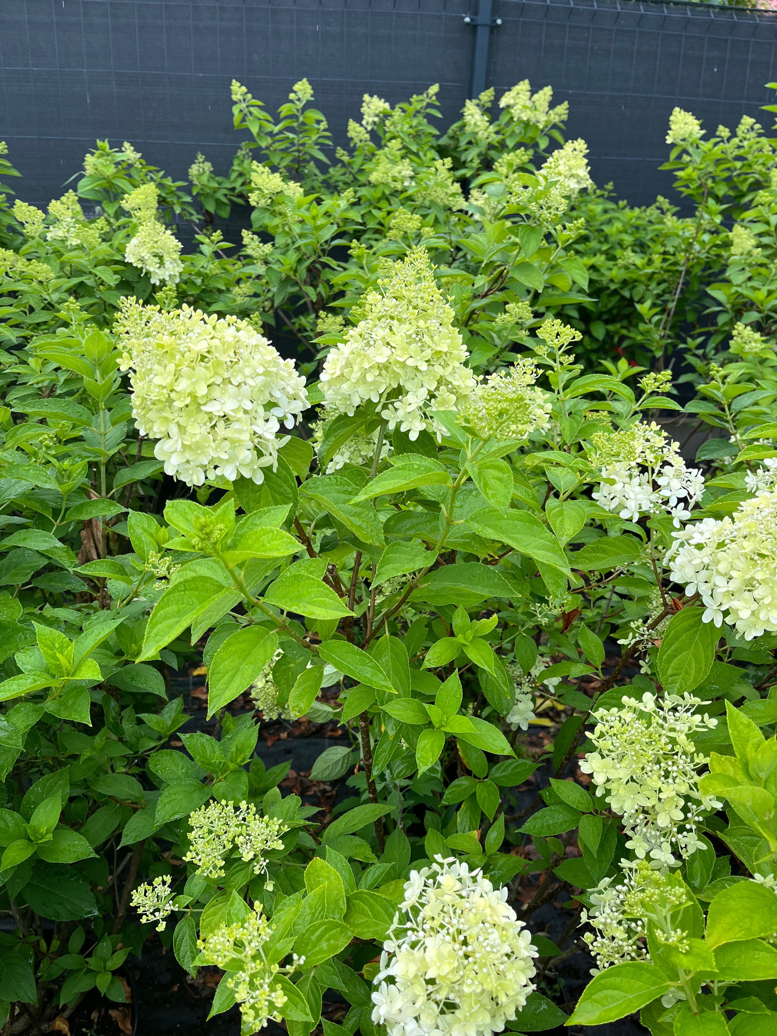 Hortensja bukietowa Limelight