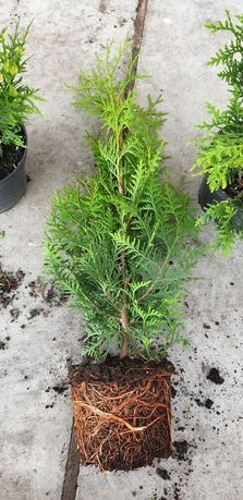 Thuja brabant 50-70cm C3 żywopłot