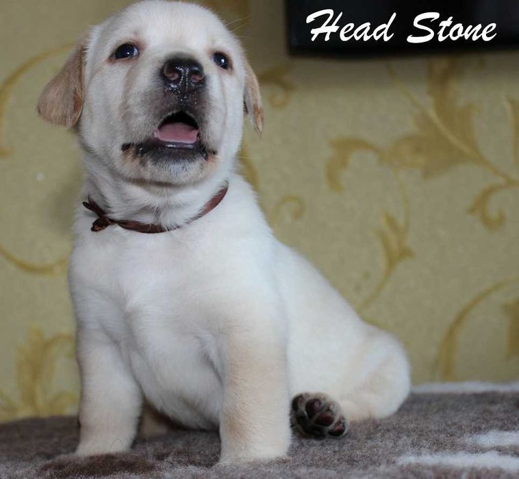 Лабрадор ретривер Щенки КСУ