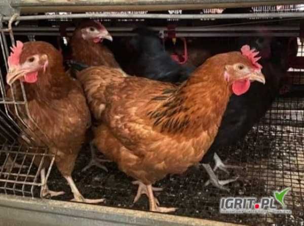 Kury nioski kurki dowóz