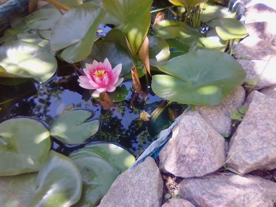 Растения для садового пруда лилия Аттракцион и пантедерия