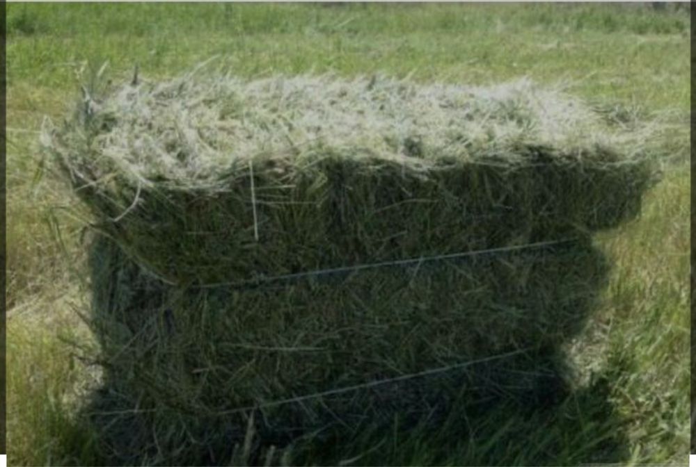 Сіно люцерна+ різнотравʼя