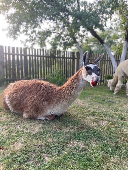 Lama 2letni  samiec