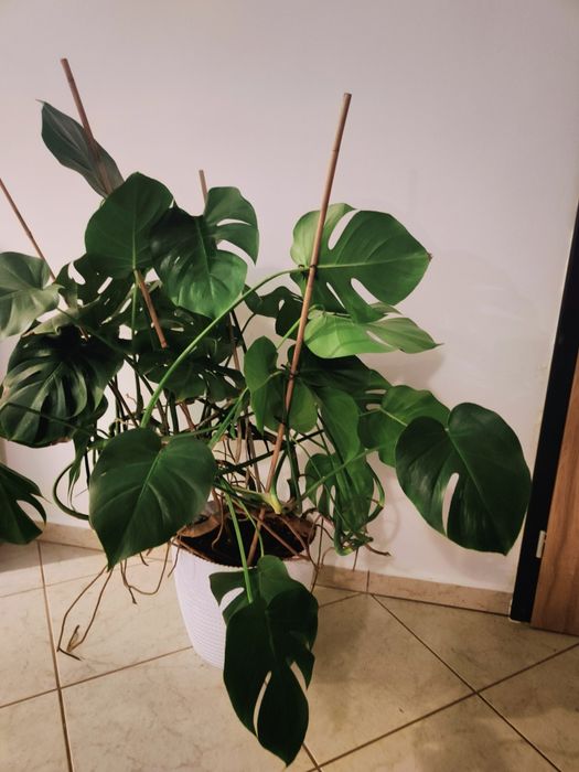 Duży kwiat doniczkowy Monstera