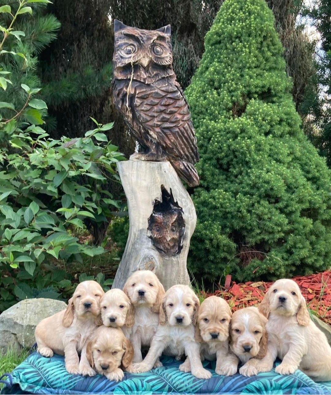 Cocker spaniel piesek szczeniak