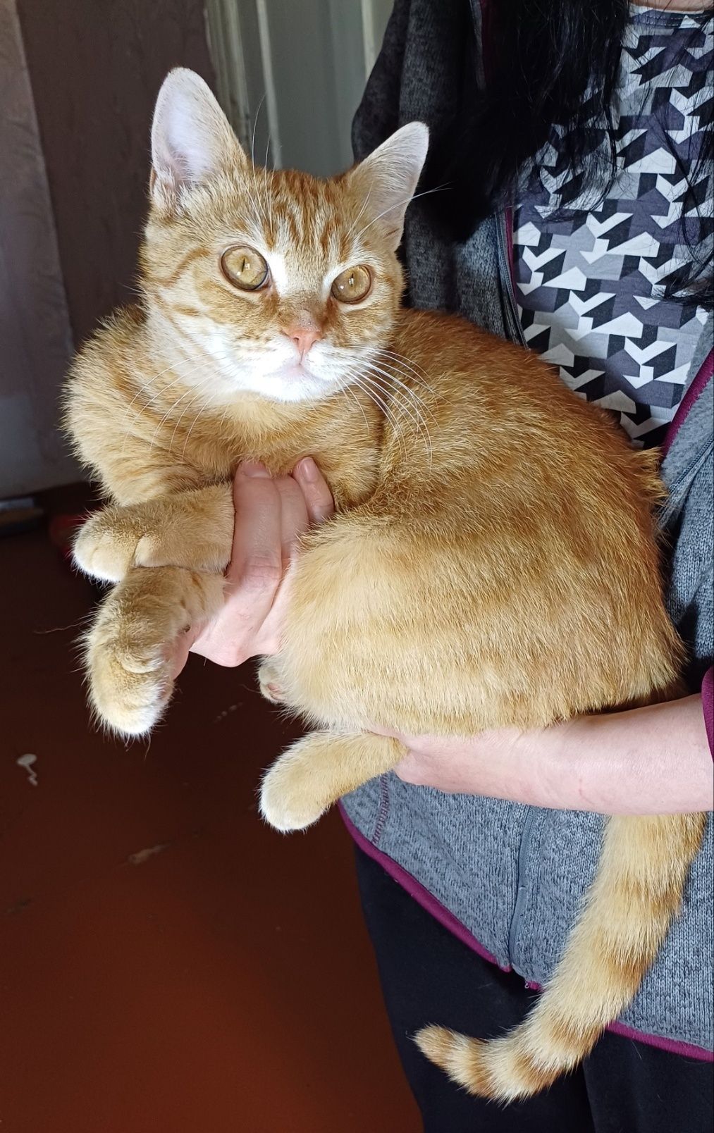 Кастрированный котик.