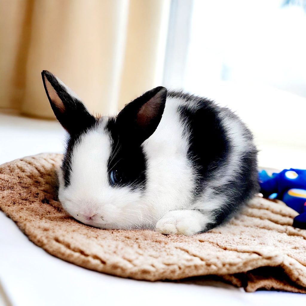 Królik karzełek Teddy, karzełek rex, miniaturka, Mini lop