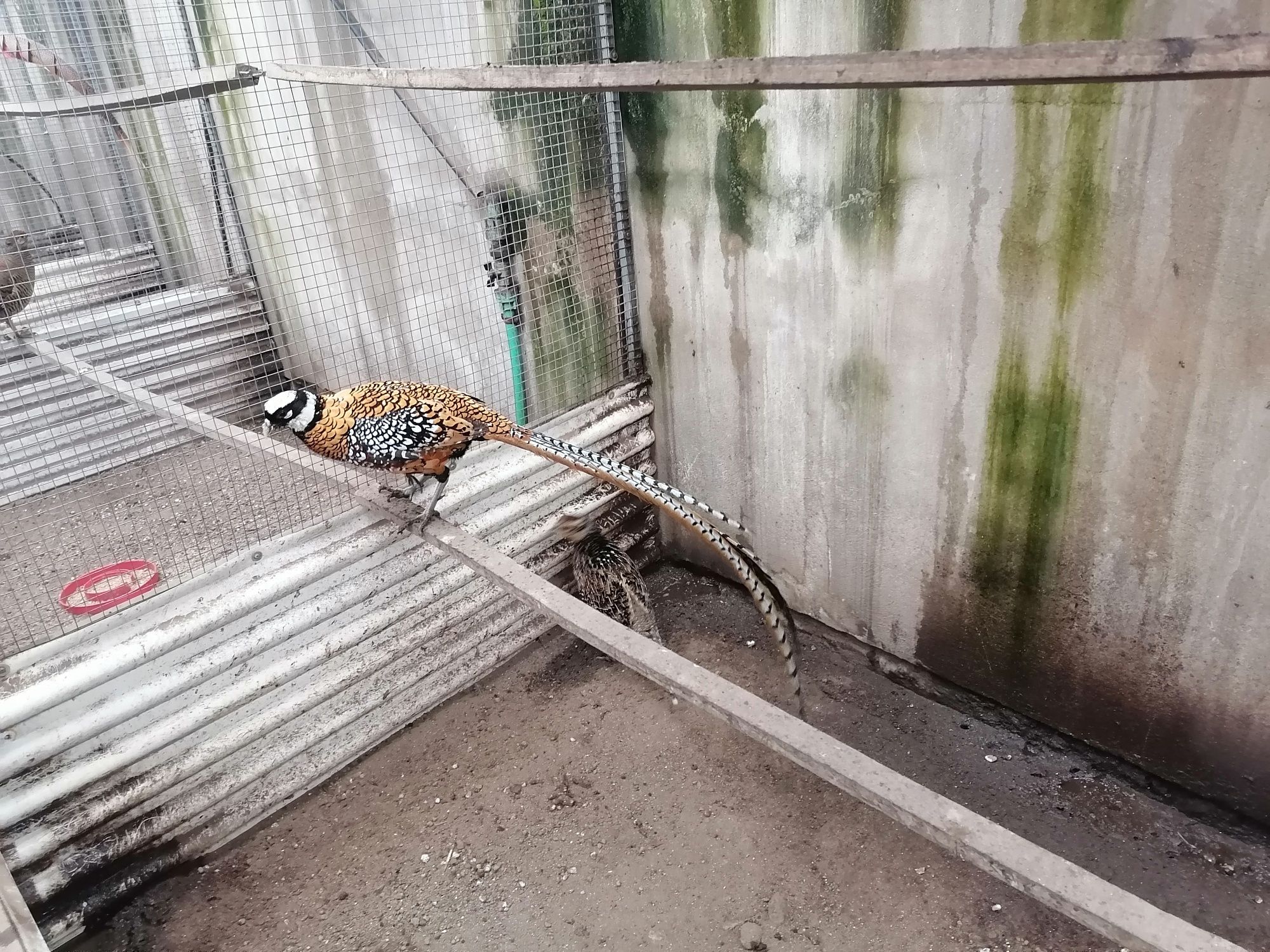 Aves do campo domesticas