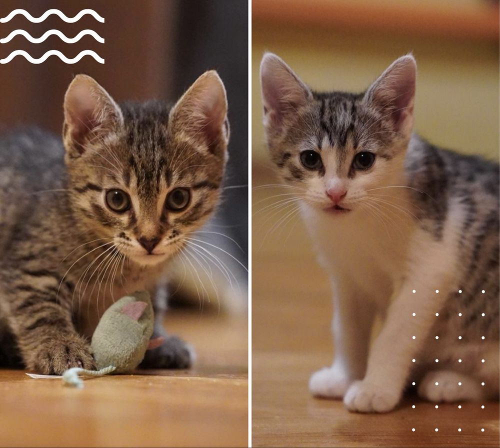 Dwupak kotków do adopcji - kocięta z rury - Randi i Mila