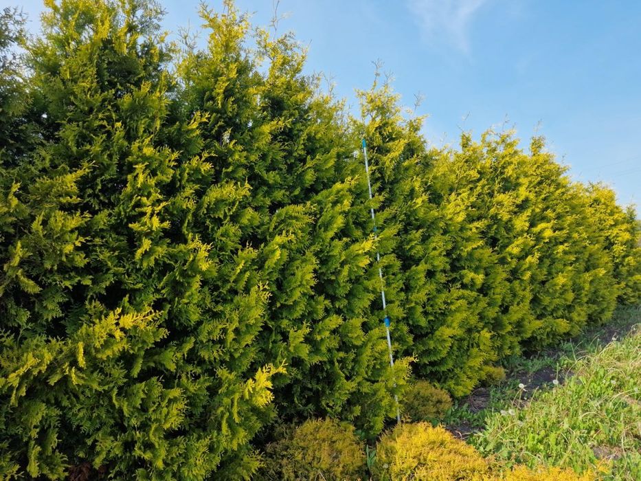 Thuja Smaragd 300-350 cm i inne tuja Szmaragd żywopłot Transport