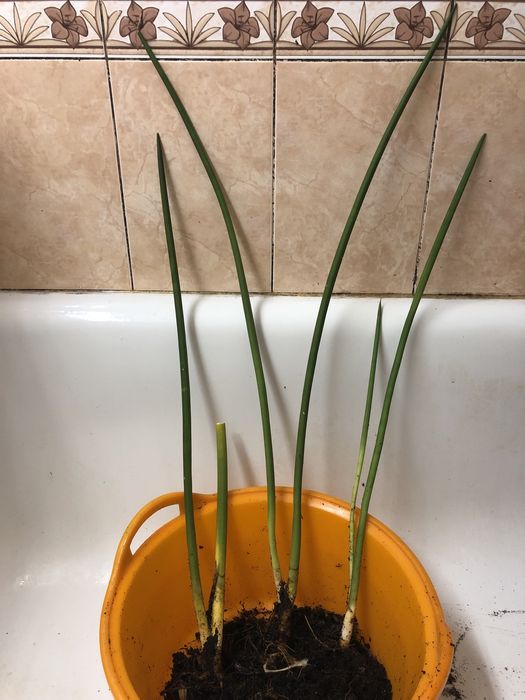 Растения Сансевьерия Трубчатая Sansevieria Francisii