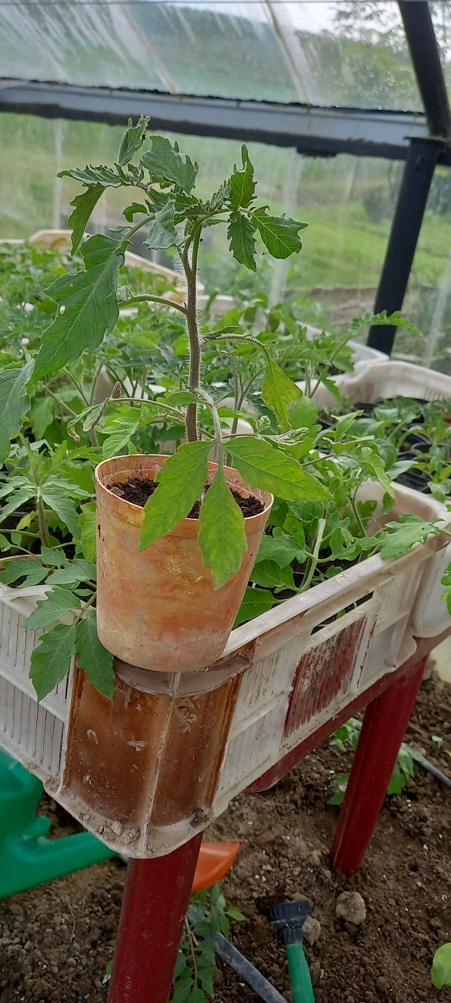 Rozsady pomidorów