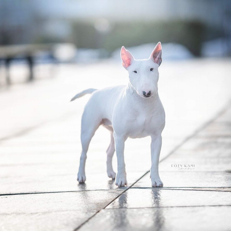 Zapowiedź miotu. Bulterier Miniaturowy, Miniature Bull Terrier