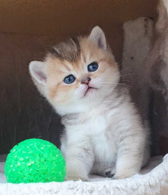 Gatinho British shorthair