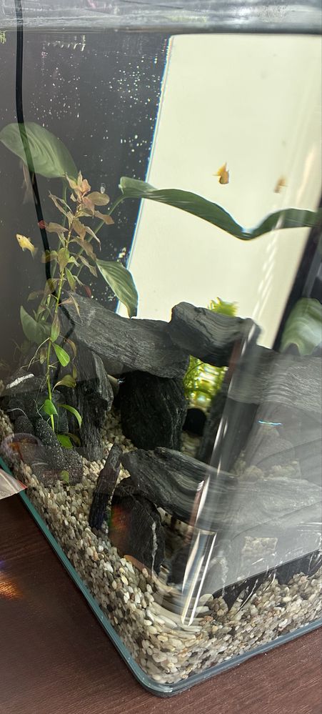 Niemiecky Akwarium NanoCube Basic 60L Dennerle
