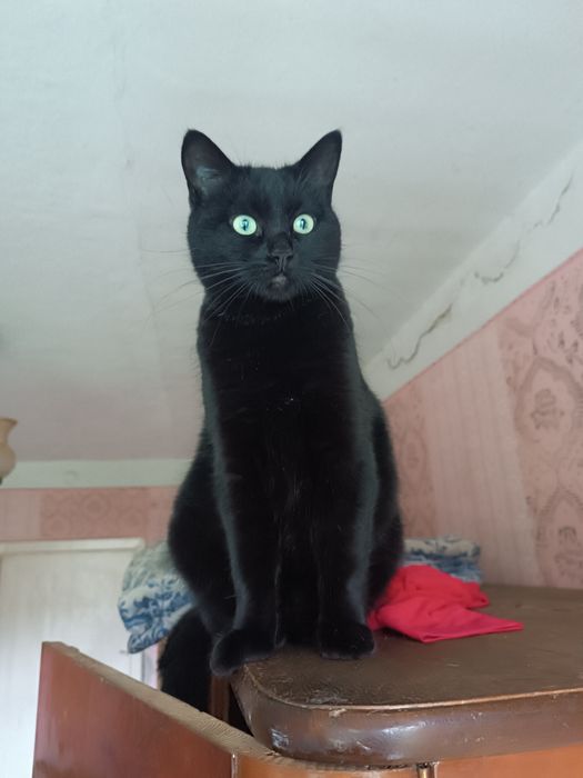 Кішка та кошеня Евакуація Покровськ ГуляйПоле