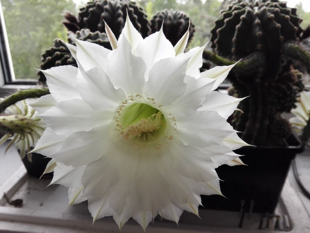 Echinopsis kaktus sukulent kwiat domowy plus gratis.