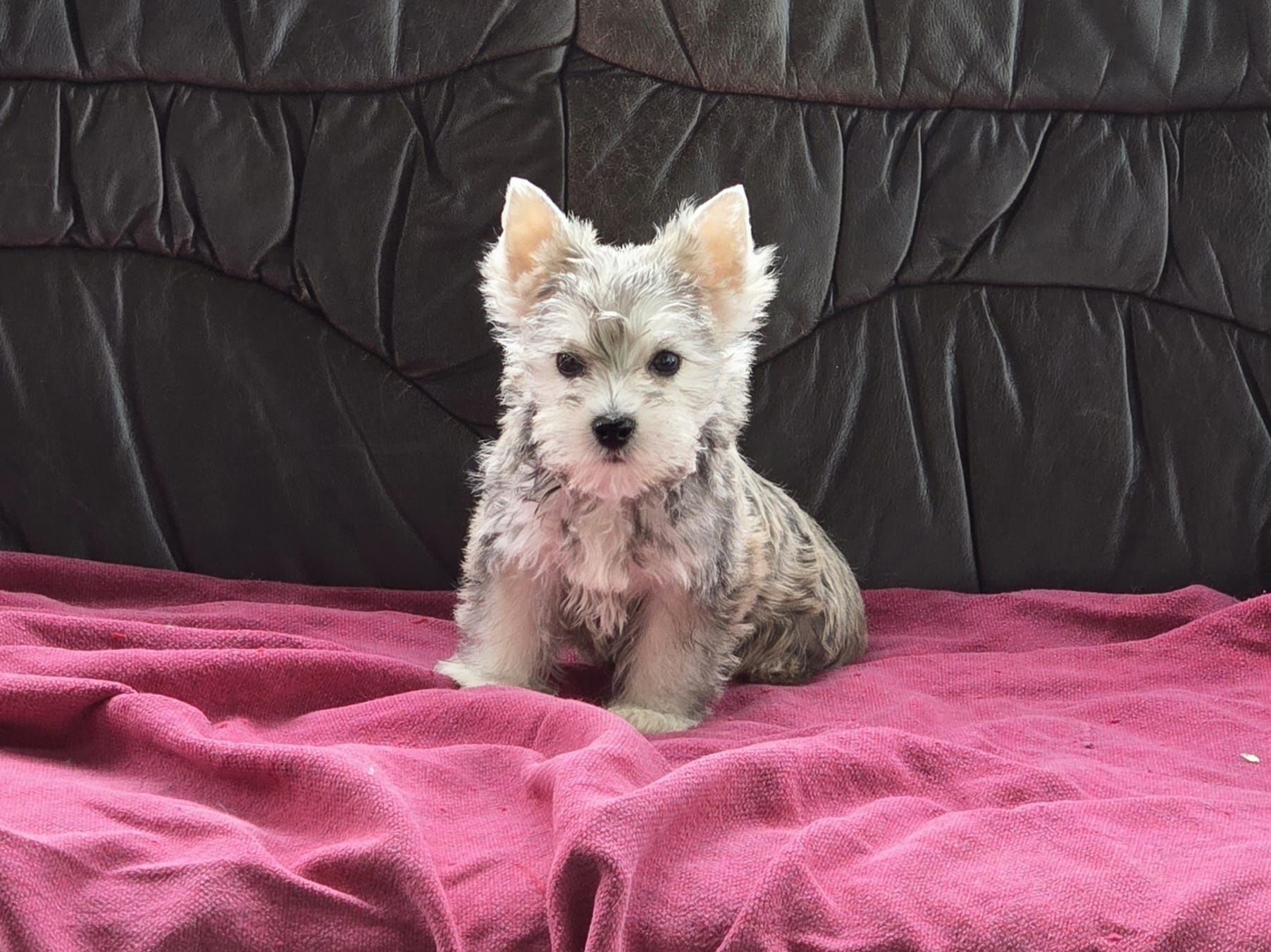 Piesek Yorkshire terrier