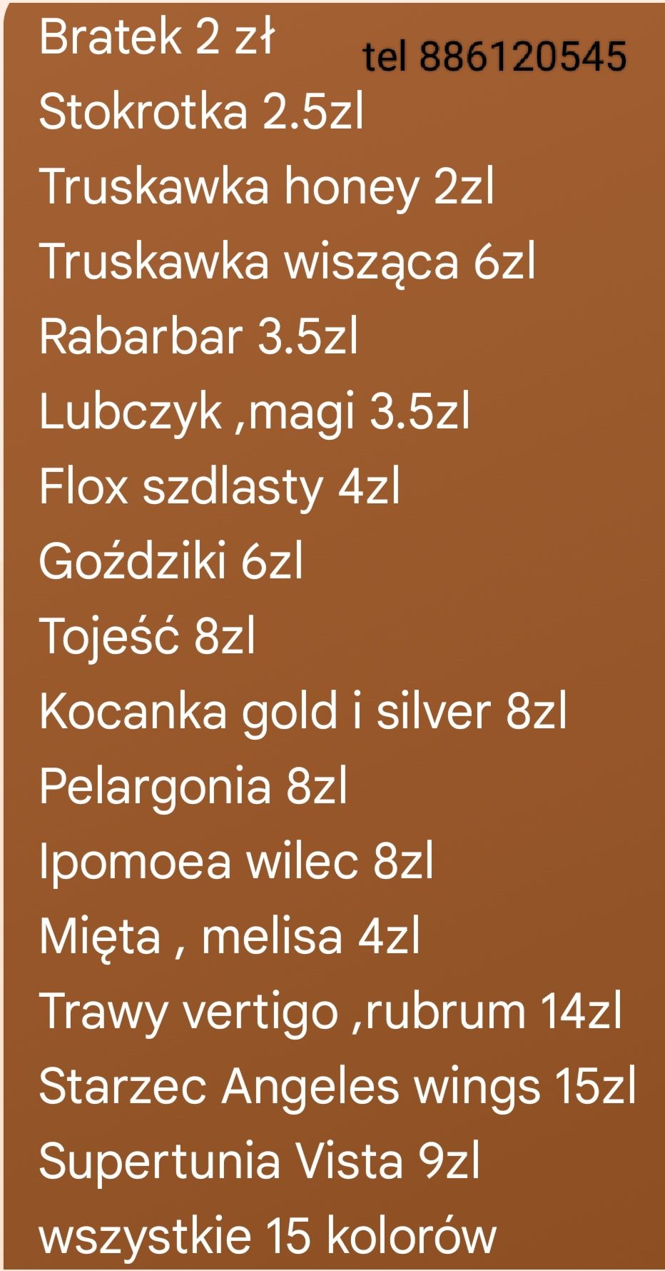 Mięta melisa sadzonki w doniczkach 10cm wiele innych roślin
