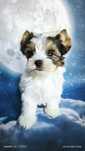 Yorkshire terrier biewer Hazel mini
