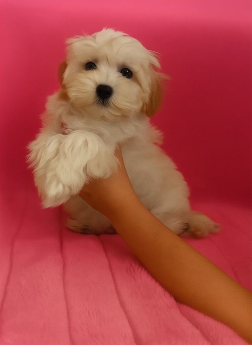 Щенки мальтипу f1