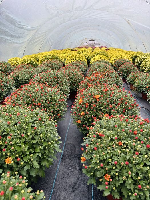 Chryzantemy drobnokwiatowe