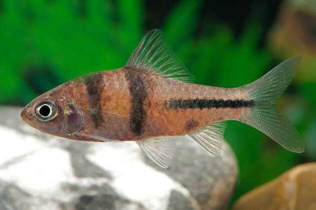 Brzanka czarnopręga - Puntius lateristriga - dowozimy, wysyłamy