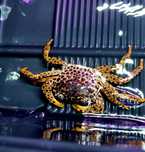Krab pantera/krab akwariowy