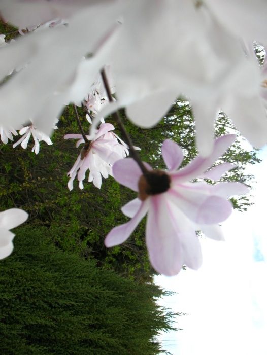 magnolia biała gwiaździsta stellata