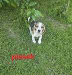 Beagle z Rodowodem do odbioru piesek