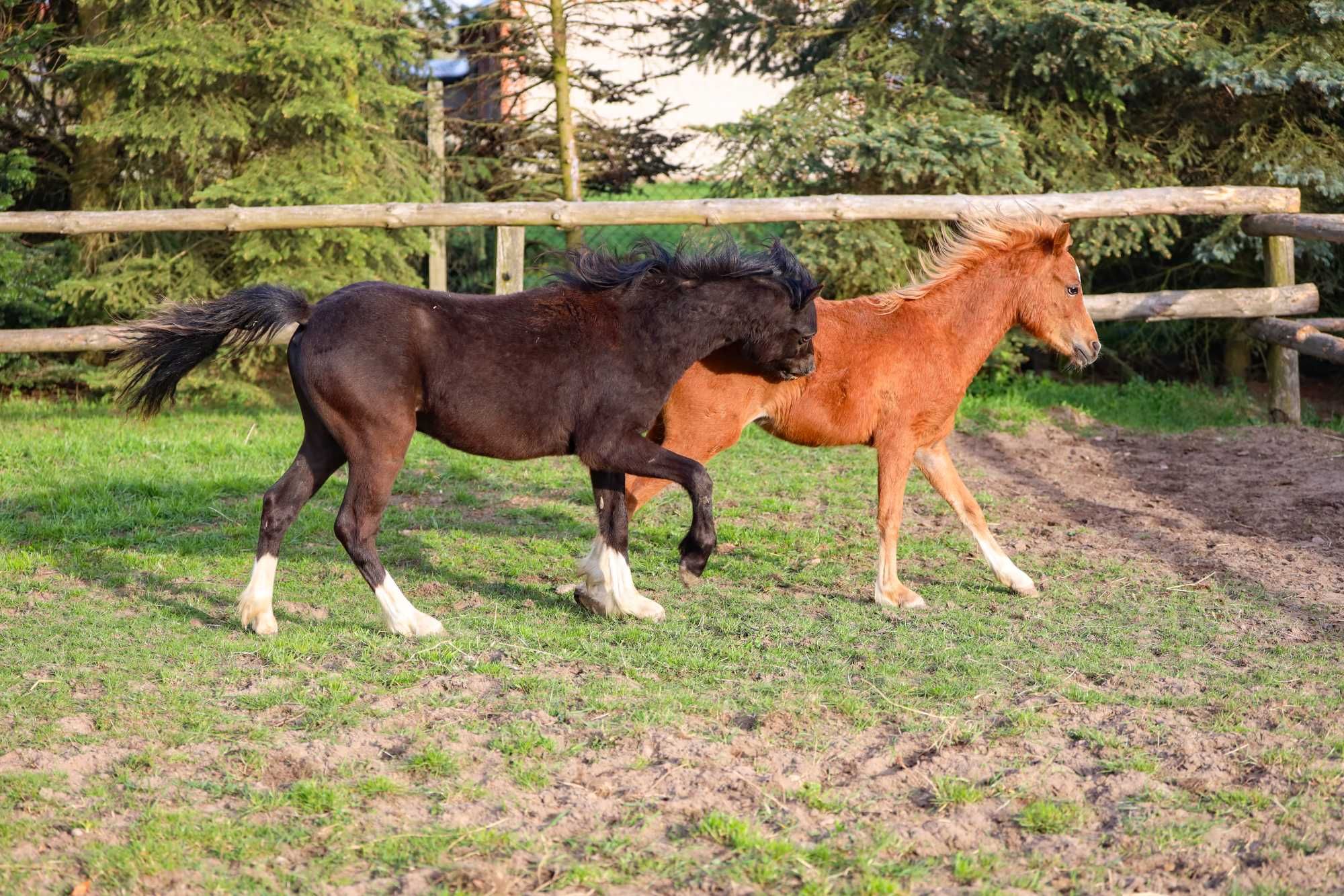 Ogierek roczny welsh pony grupa A