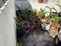 Vendo plantas sikas