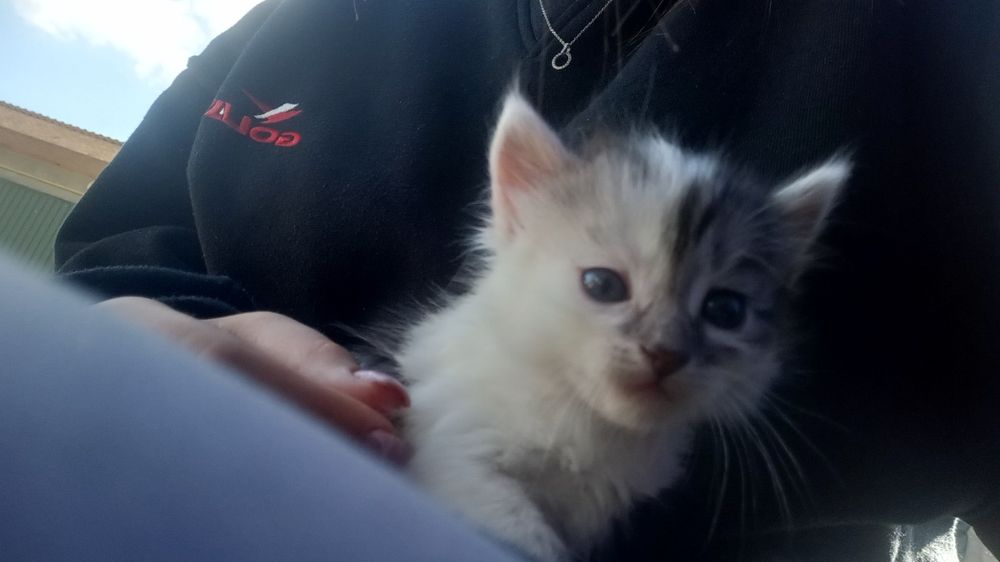 Кошенята в добрі руки