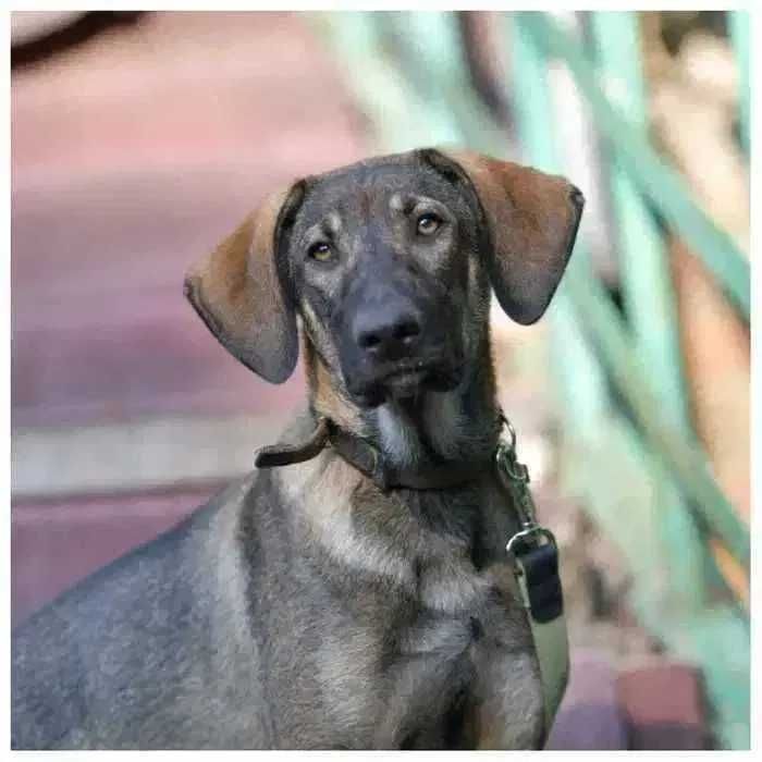 Активный молодой пес, щенок