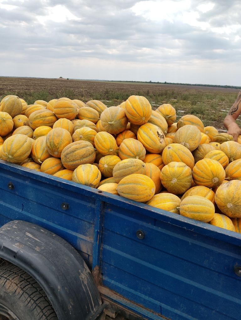 Диня Ефіопка зі свого поля