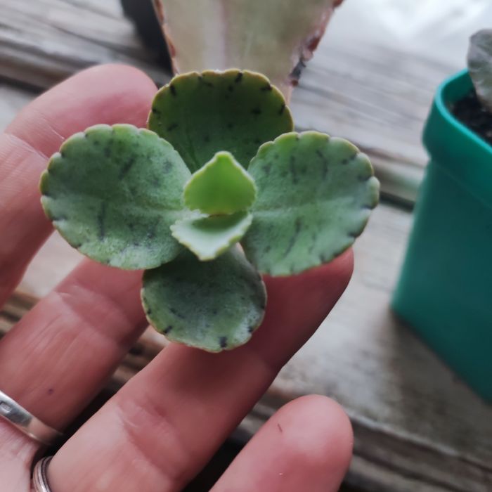 echeveria suyon crassula aeonium