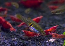 Mikrorybki idealne do nano 20l i krewetek superrarytas 2 pary wysyłka
