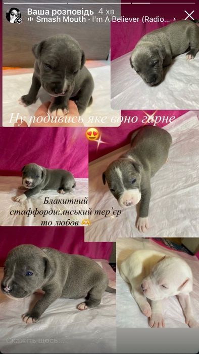 Амстафф блакитний то енергія і любов .