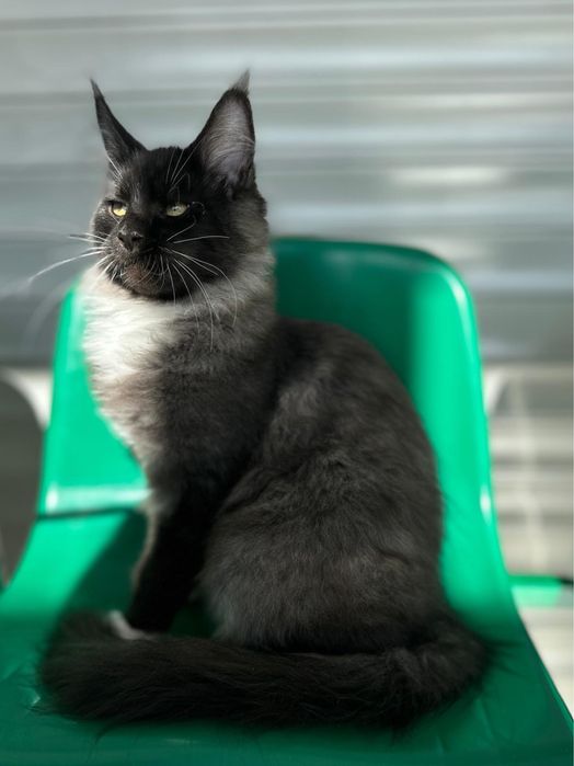Kocurek MaineCoon, czarny dymny z białym FPL