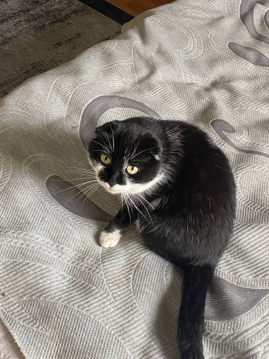 Шотландська висловуха кішка Марго шукає дім