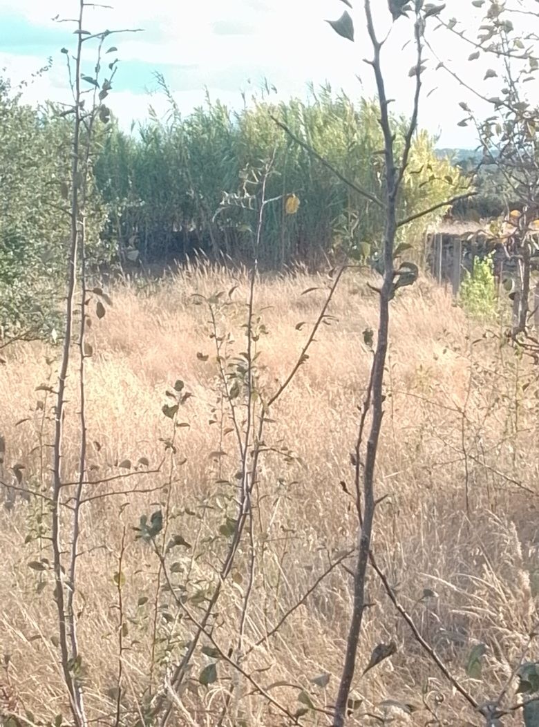 Terreno em Alcains