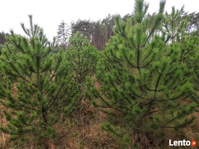 Choinki Sosna czarna odmiana austriacka do nasadzeń