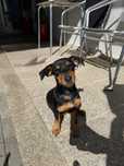 Cão Pinsher macho