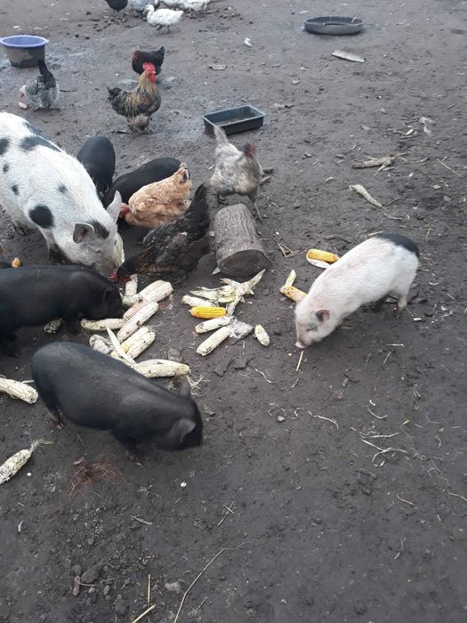 Продам в'єтнамських поросят